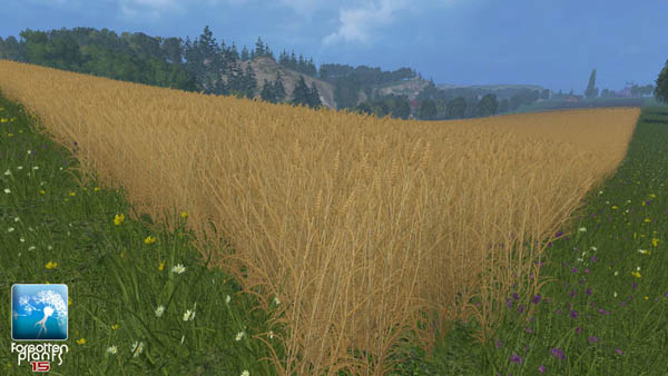 Forgotten Plants Wheat Barley 