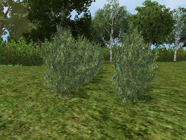 Fruit and berry stand