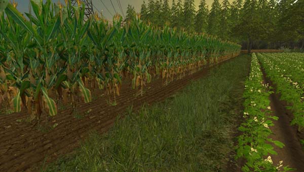 NEW Maize Texture