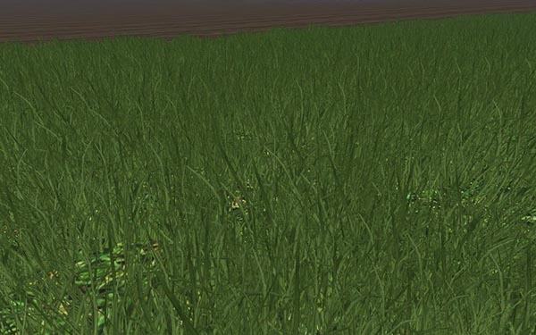 Grass without flowers 