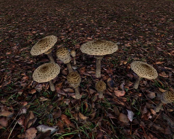 Mushrooms 