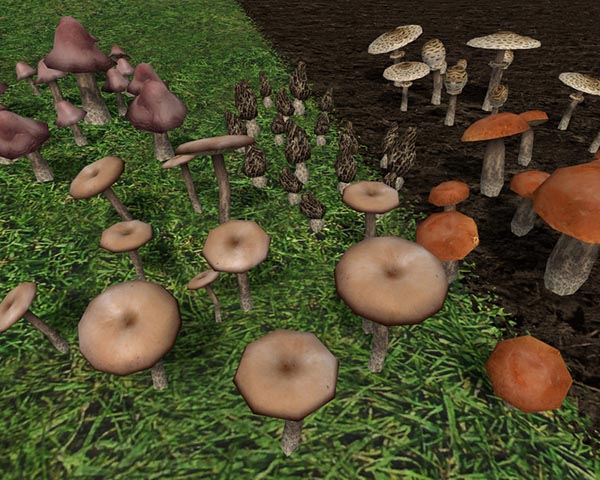 Mushrooms 
