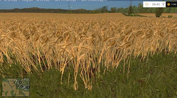 Wheat and barley texture