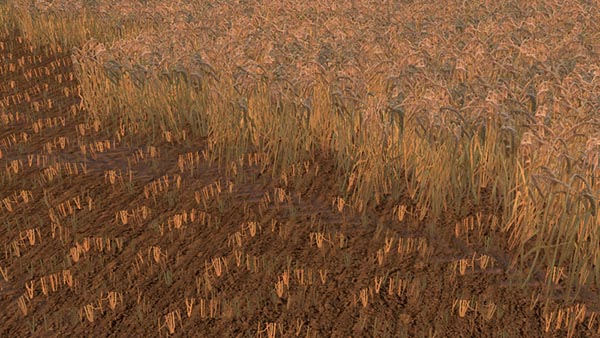 Wheat - barley texture