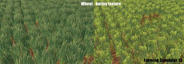 Wheat - barley texture