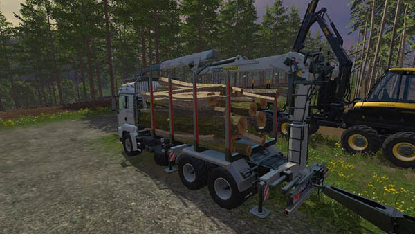 Pine trees with marks