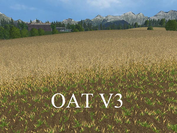 OAT TEXTURE