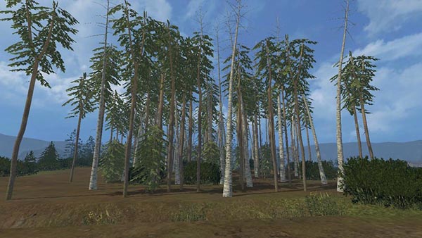 Winter Birch without leaves